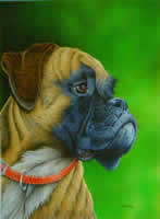 image d'une t�te de chien boxer portant un collier rouge qui regarde au loin sur fond vert nuanc�