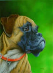 portrait de chien boxer