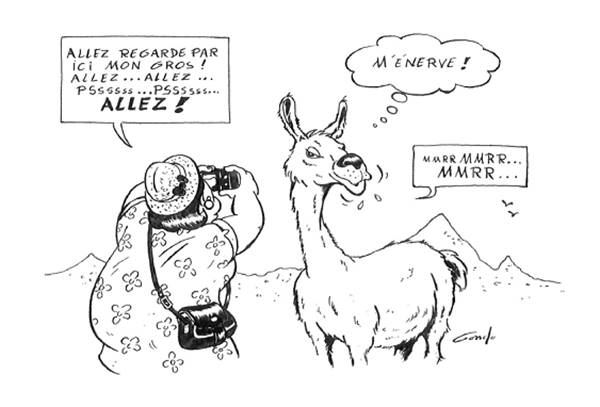 dessin d'une touriste qui prend en photo un lama mecontant