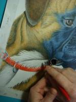chien boxeer fait � l'a�rographe